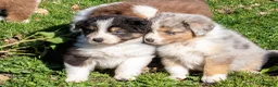 Australian Shepherd honden te koop: Super gesocialiseerde Australische herder pups - Advertentie 6