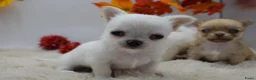 Chihuahua honden te koop: FCI stamboom Chihuahua pups  - Advertentie 3