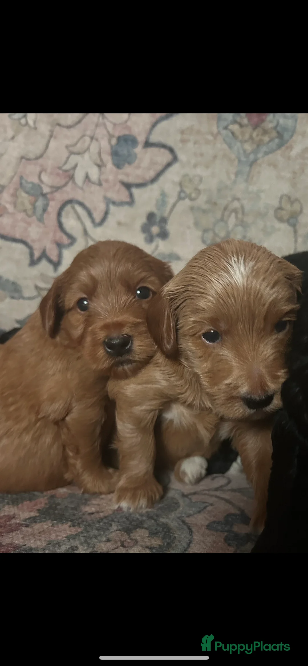 Australian Labradoodle honden te koop: Medium Cobberdog/Australian Labradoodle nestaank - Advertentie 32