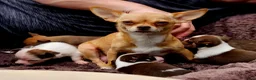 Chihuahua honden te koop: Raszuivere Chihuahua pups reutjes - Advertentie 16