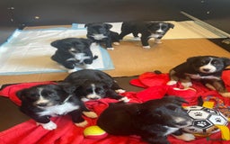Border Collie honden te koop: Prachtige pups Border Collie/Barbado da Terceira - Afbeelding 2
