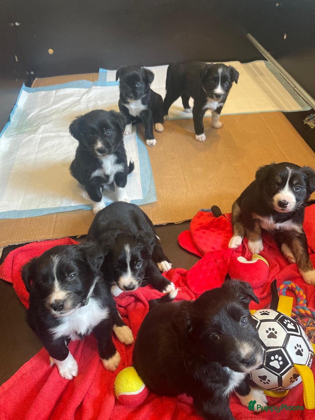 Border Collie honden te koop: Prachtige pups Border Collie/Barbado da Terceira - Afbeelding 2