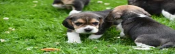 Beagle honden te koop: Prachtige Beagle pups  - Advertentie 30