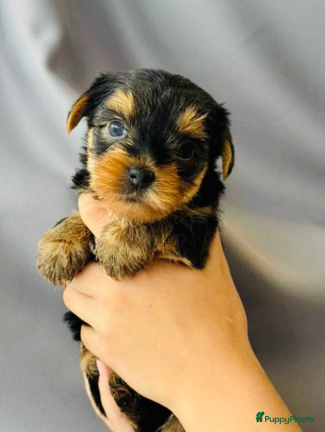 Yorkshire Terriër honden te koop: Kleine Yorkshire pups - Advertentie 3