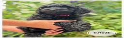 Goldendoodle honden te koop: Goldendoodle pups medium - Advertentie 12