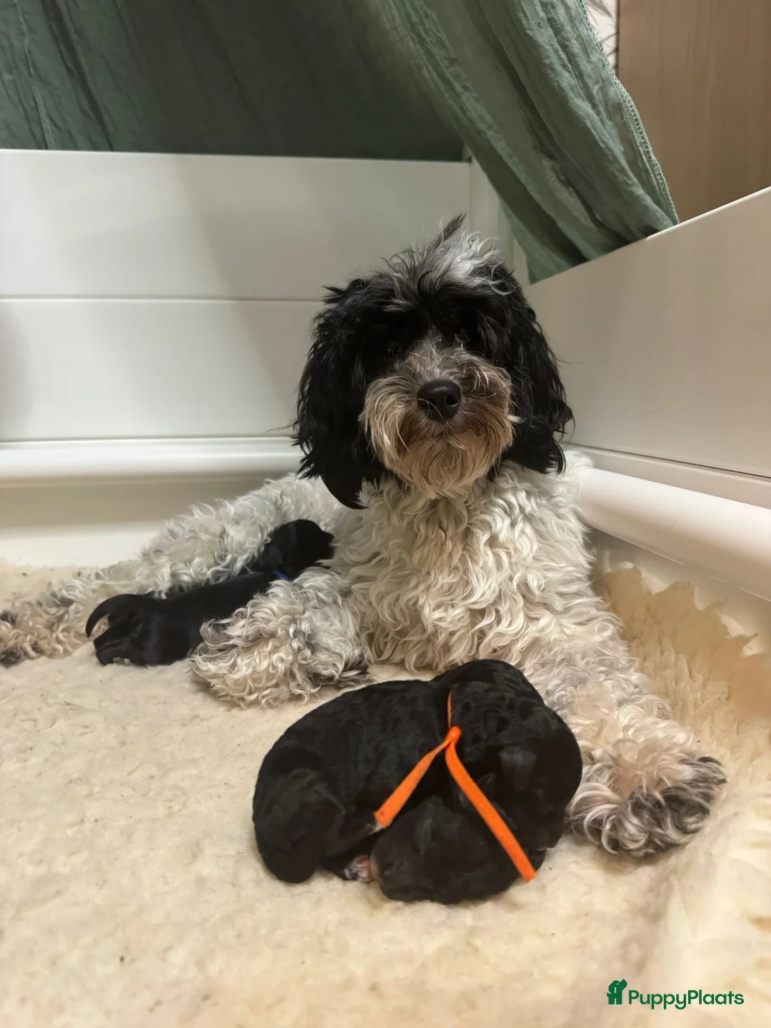 Australian Labradoodle honden te koop: Australian labradoodle mini  - Advertentie 1