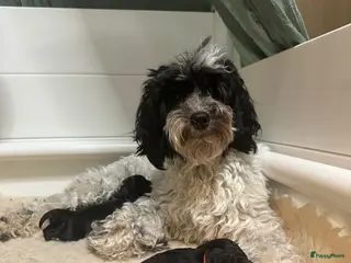 Australian Labradoodle honden Australian labradoodle mini - Advertentie 1