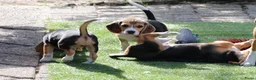 Beagle honden te koop: beagle pups  - Advertentie 5