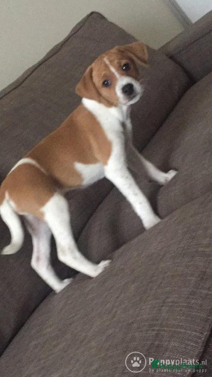 Kruising honden Dekreu boerenfox in Den Bosch - Advertentie 2