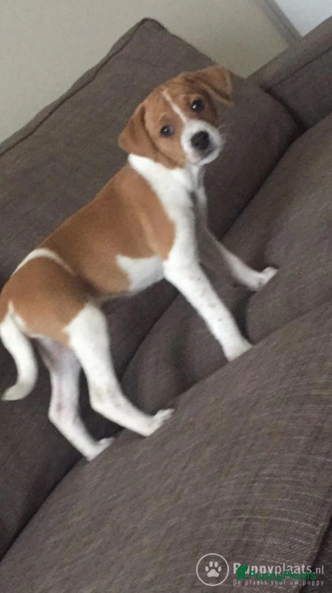 Kruising honden ter dekking: Dekreu boerenfox in Den Bosch - Advertentie 2