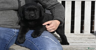 Labrador Retriever honden - Advertentie 7