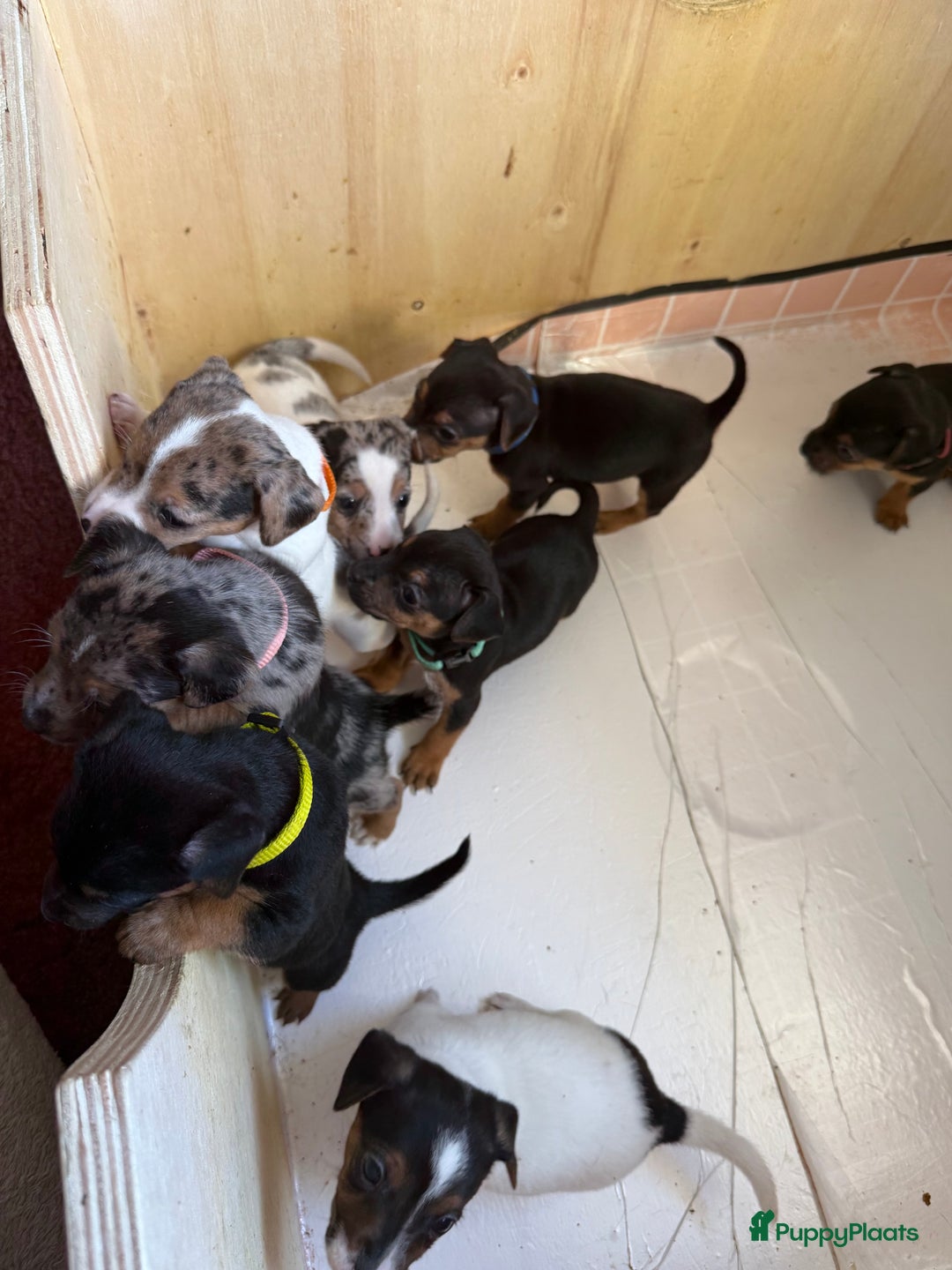 Jack Russel Terriër honden te koop: Jack russel pups - Advertentie 23