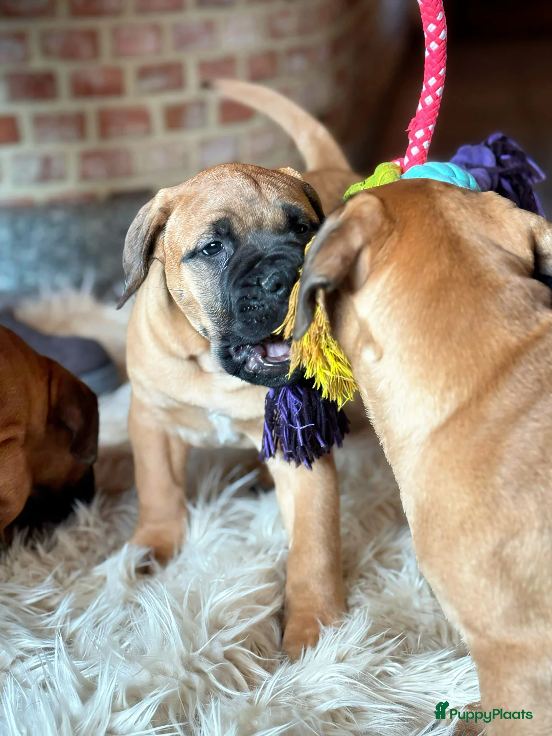 Bullmastiff honden te koop: Bullmastiff  - Advertentie 23