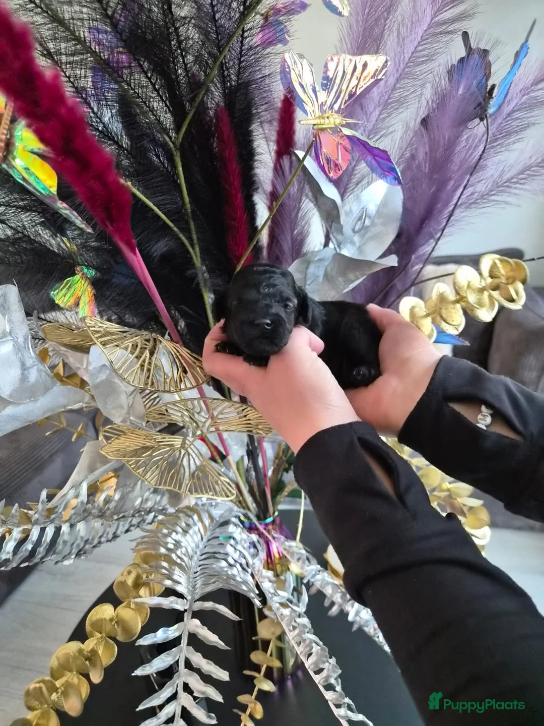 Poedel Toy honden te koop: Knappe choco/zwarte toy Reutje 💙 - Advertentie 11