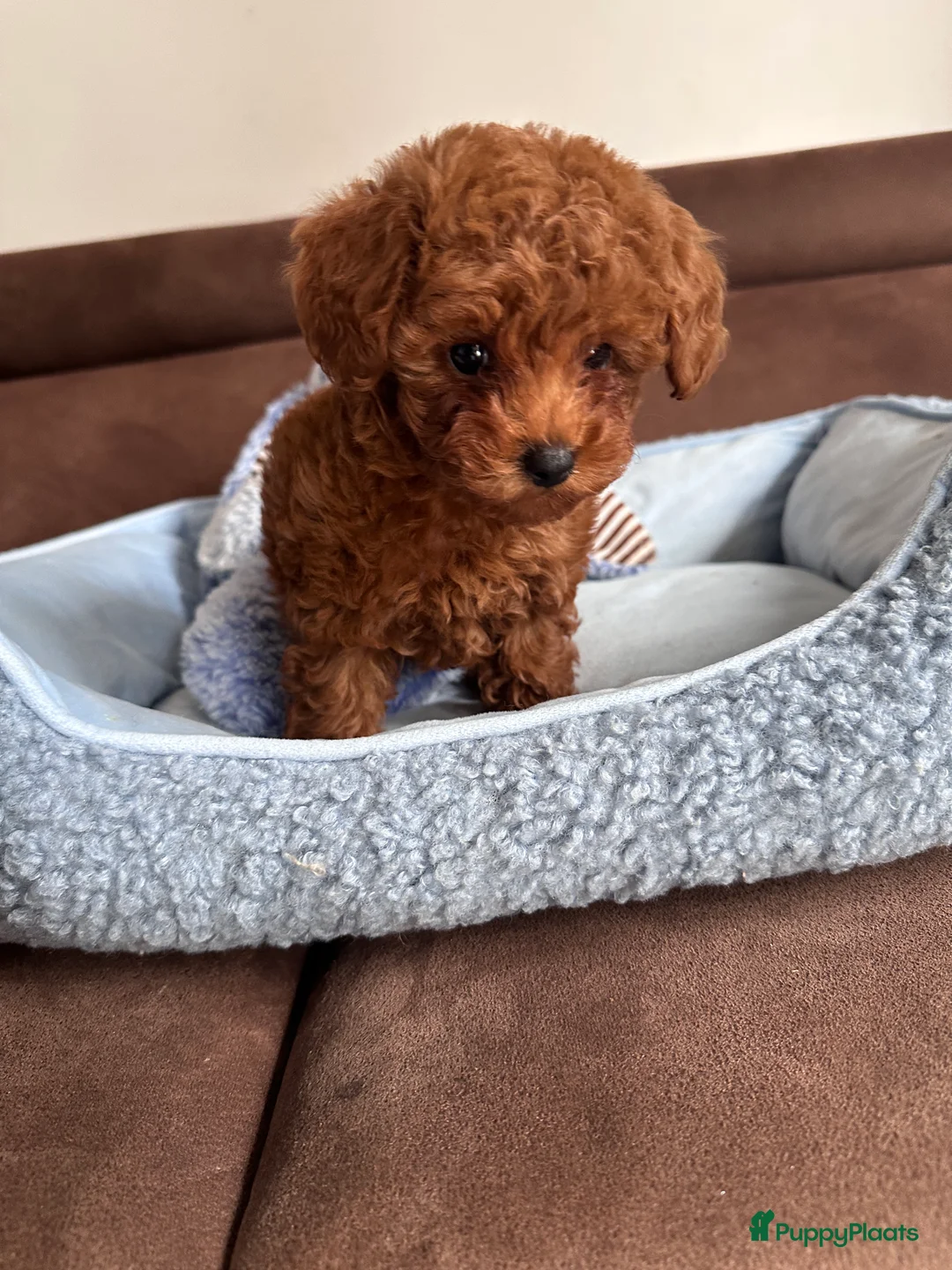 Poedel Toy honden te koop: Toypoedel puppy’s – liefdevolle gezinnen gezocht - Advertentie 13