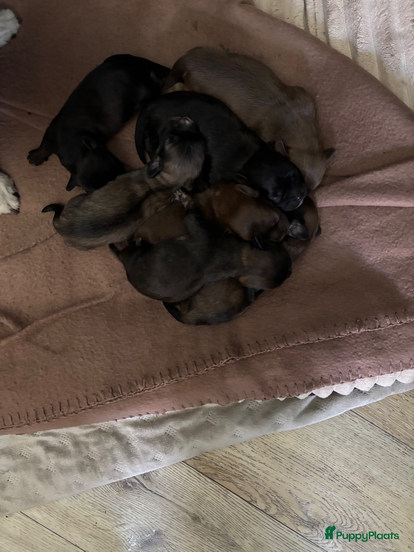Kruising honden Mooie pups boomer/Shih tzu - Advertentie 4
