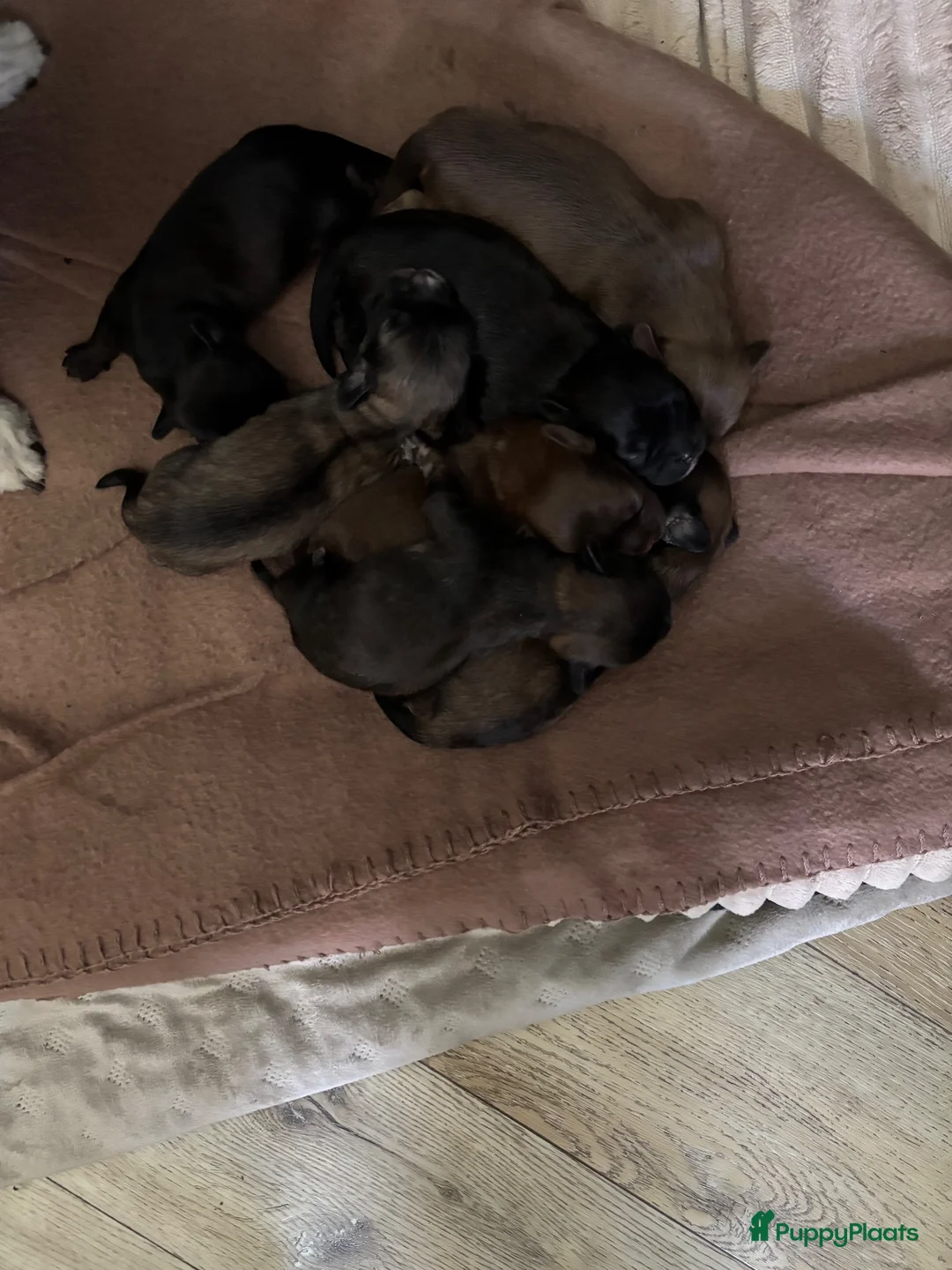 Kruising honden te koop: Mooie pups boomer/Shih tzu - Advertentie 1