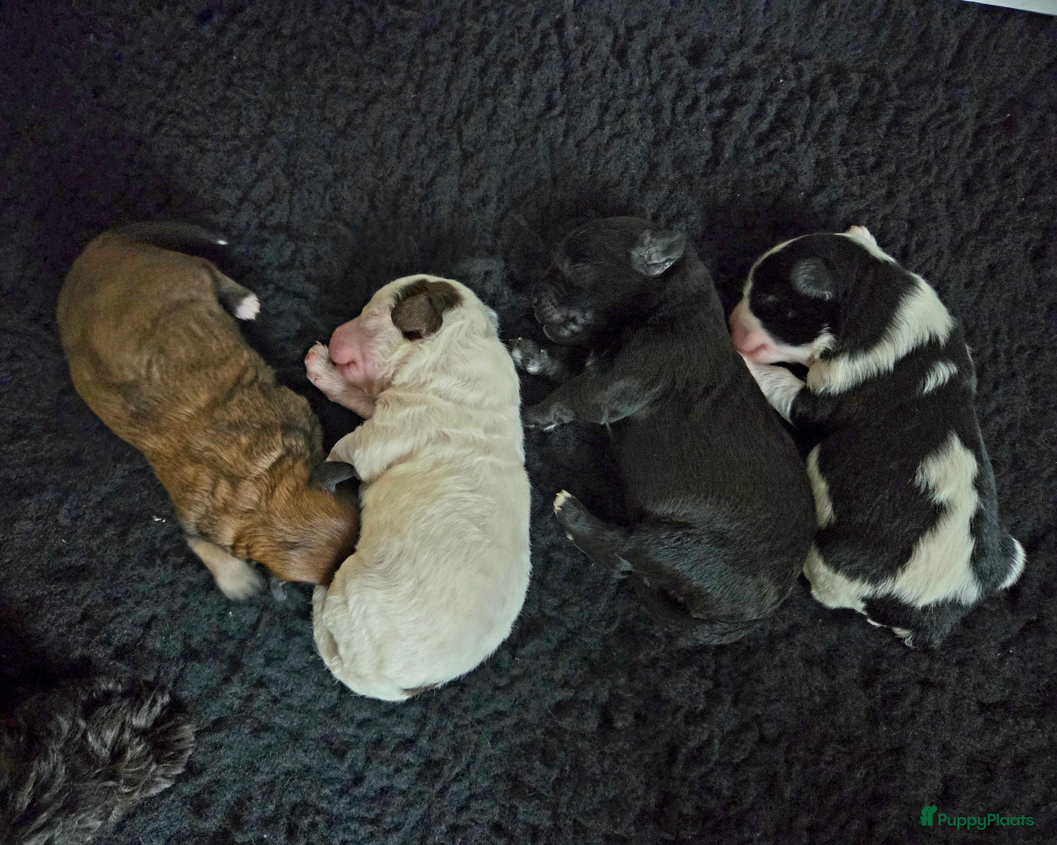 Maltipoo honden Prachtige Maltipoo pups - Huiskamernestje - Advertentie 2