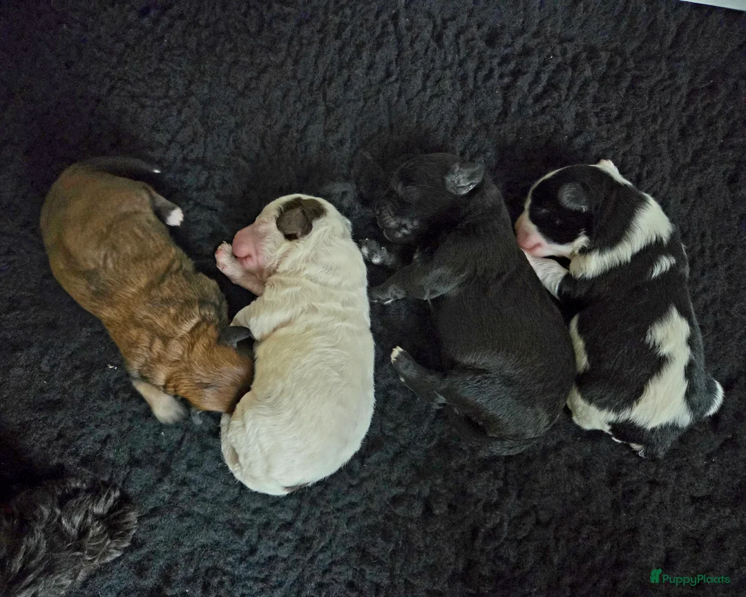 Maltipoo honden te koop: Prachtige Maltipoo pups - Huiskamernestje - Advertentie 2