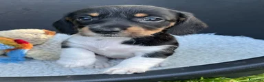 Ruwhaar teefje