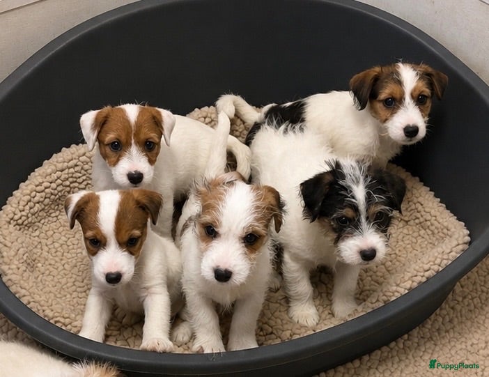 Jack Russel Terriër honden Jack Russell pups - Advertentie 1