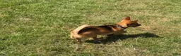 Kruising honden te koop:  Dwergpincher x Chihuahau X Kaninchenteckel pups. - Advertentie 17
