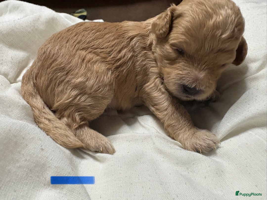 Maltipoo honden te koop: Maltipoo reu  - Advertentie 5