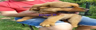 Pup 8
