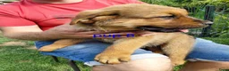 Kruising honden te koop: Rottweiler x moskovitische waakhond - Advertentie 13