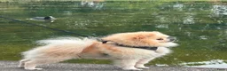 Pomeriaan honden te koop: Twee prachtige raszuivere Pomeranian beschikbaar - Advertentie 12