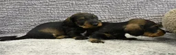 Ruwhaar Teckel honden te koop: Ruwhaar Dwerg/Kaninchen teckel pups met stamboom. - Advertentie 13