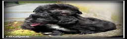 Kruising honden te koop: Boompoo pups. Boomer x Poedel - Advertentie 6