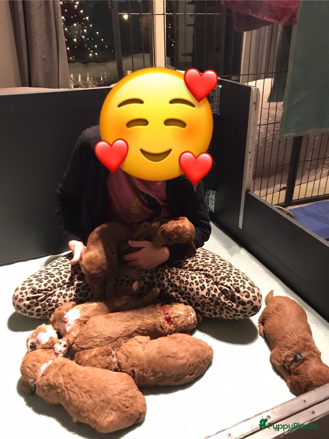 Kruising honden te koop: Medium labradoodle woonkamer nestje - Advertentie 8