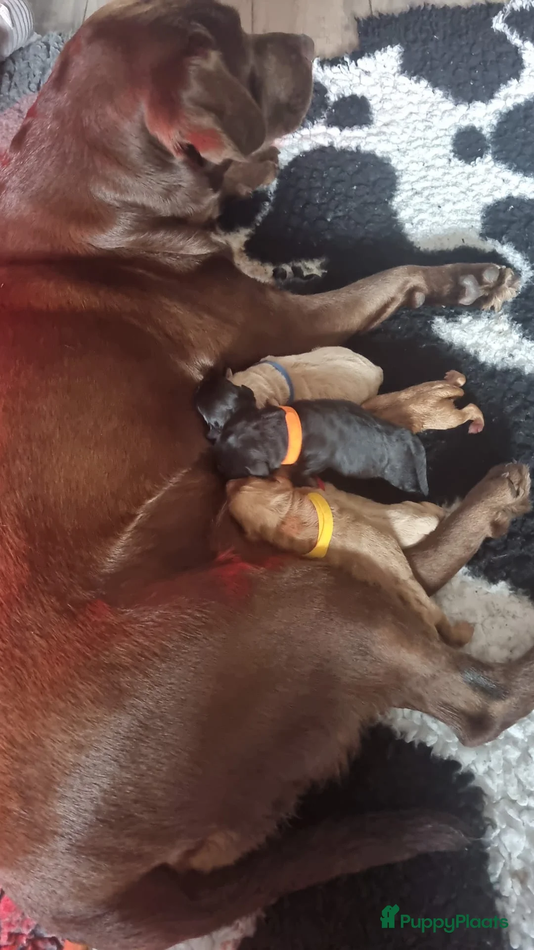 Kruising honden te koop: Lieve puppy’s  - Advertentie 2