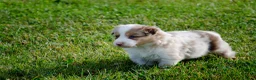 Border Collie honden te koop: Border collie geboren op boerderij (BE) - Advertentie 8