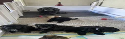 Shihpoo honden te koop: Prachtige shihpoo pups 1 reutje en 4 teefjes - Advertentie 20