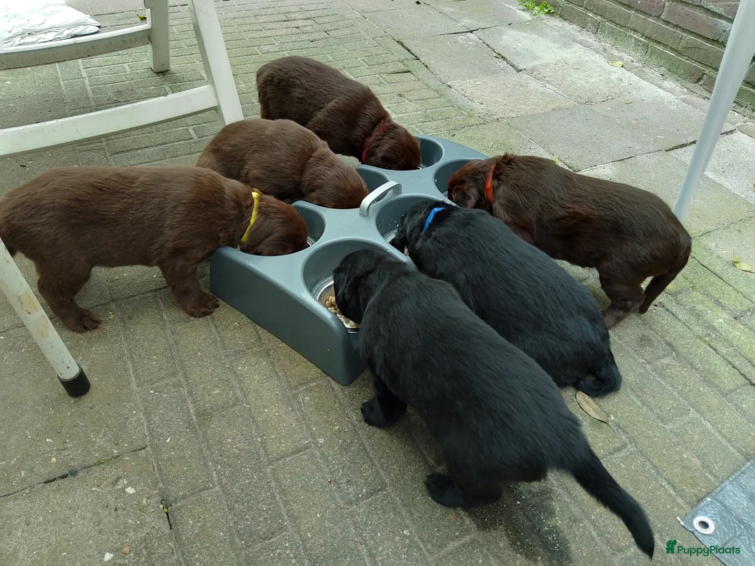 Galerij afbeelding {{count}}