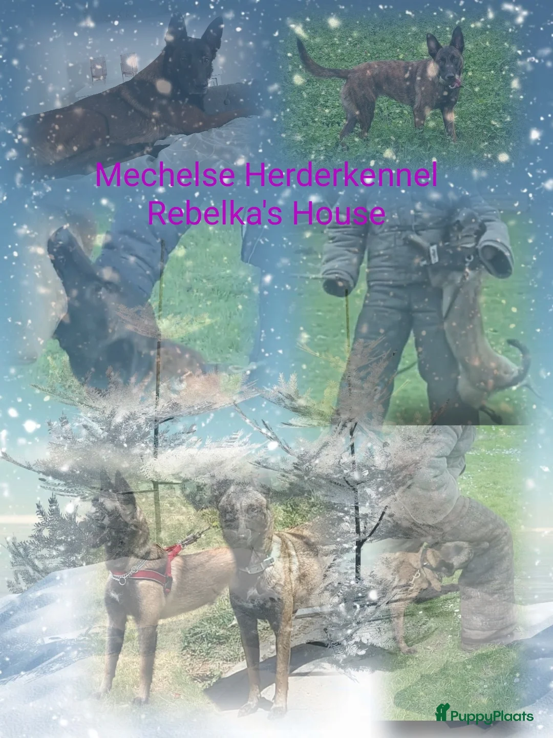 Galerij afbeelding {{count}}