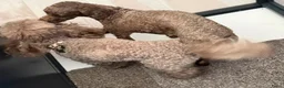 Poedel Toy honden te koop: Rasechte Toy Poedels geboren! 🩵🩷ter reservering! - Advertentie 4
