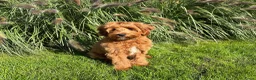 Australian Labradoodle honden te koop: Australian Labradoodle pups van geteste ouders - Advertentie 12