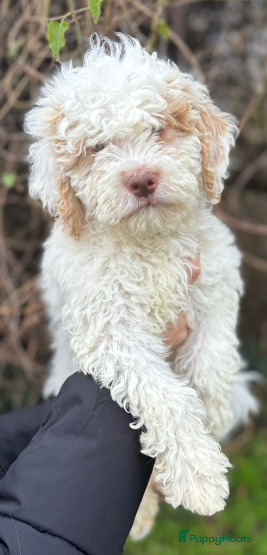 Lagotto Romagnolo honden te koop: Lagotto Romagnolo pups - Advertentie 13