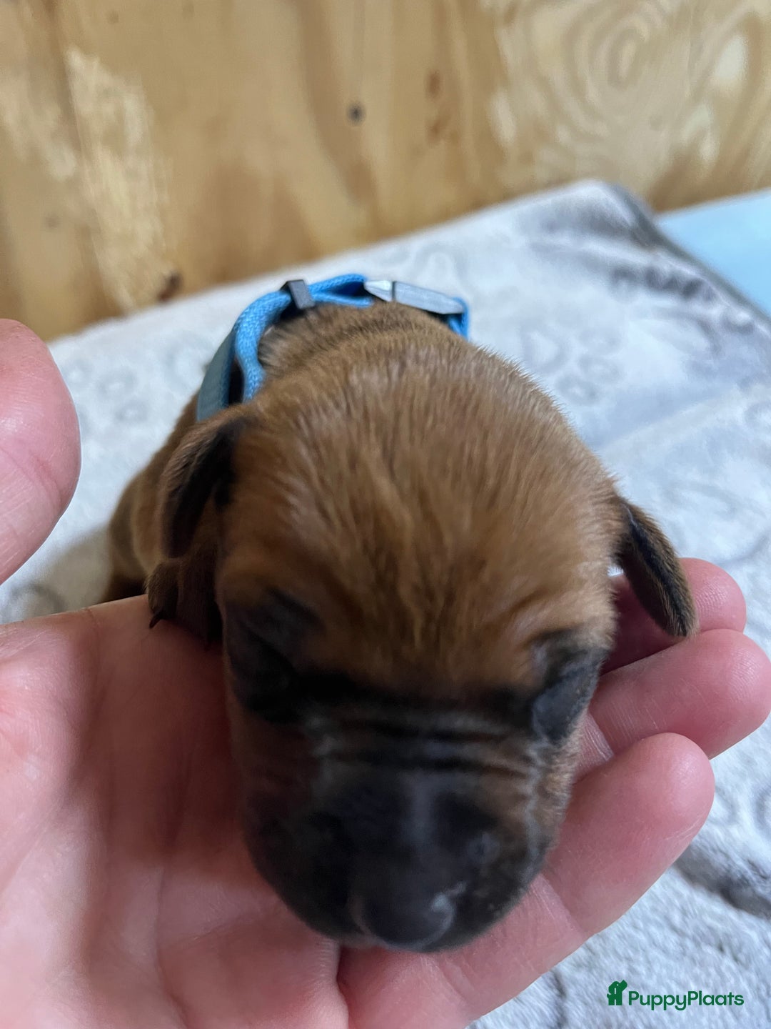 Rhodesian Ridgeback honden te koop: Rhodesian Ridgeback 7 reutjes geboren - Advertentie 20