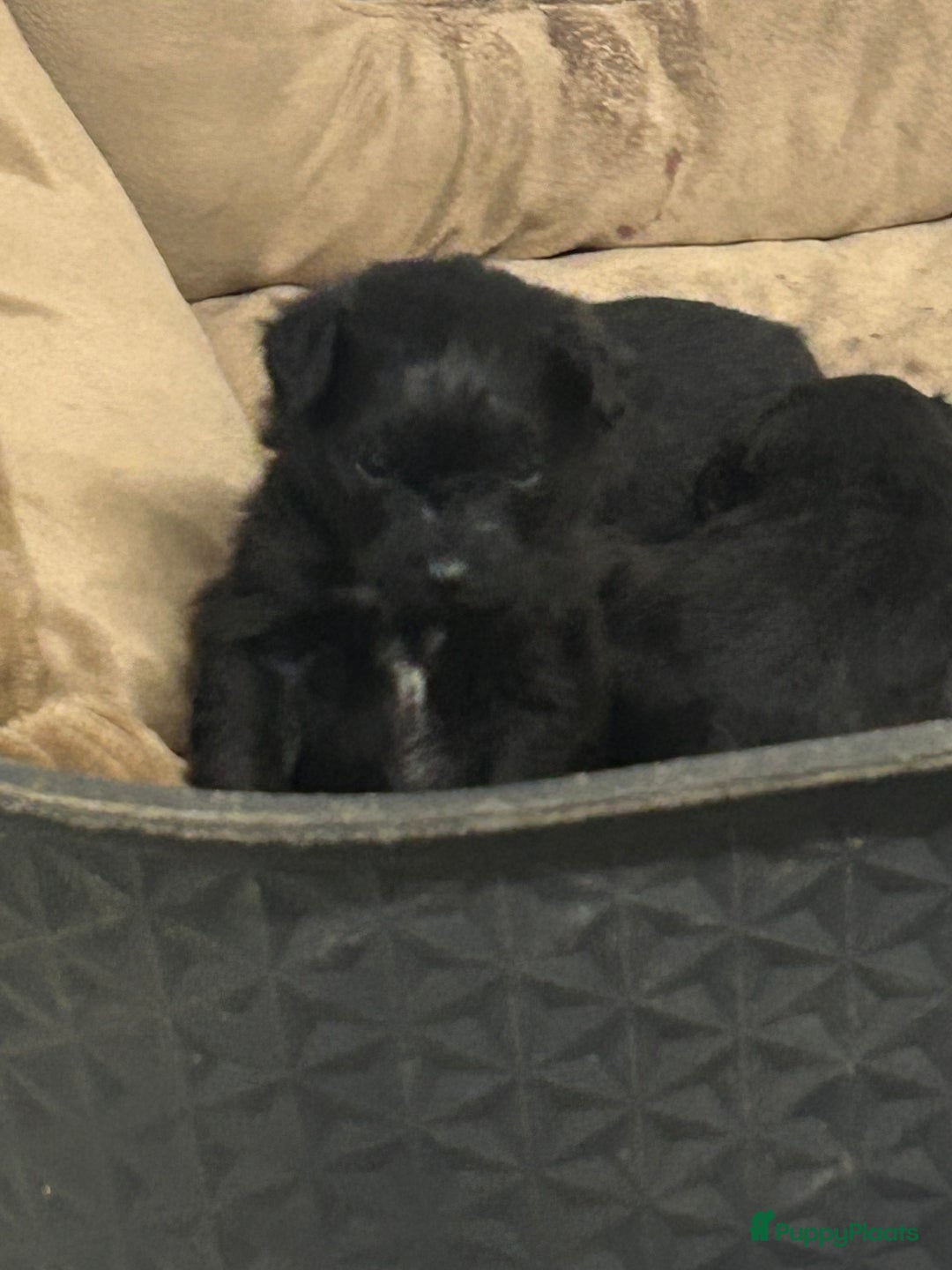 Kruising honden te koop: Pomadoodle - Advertentie 2