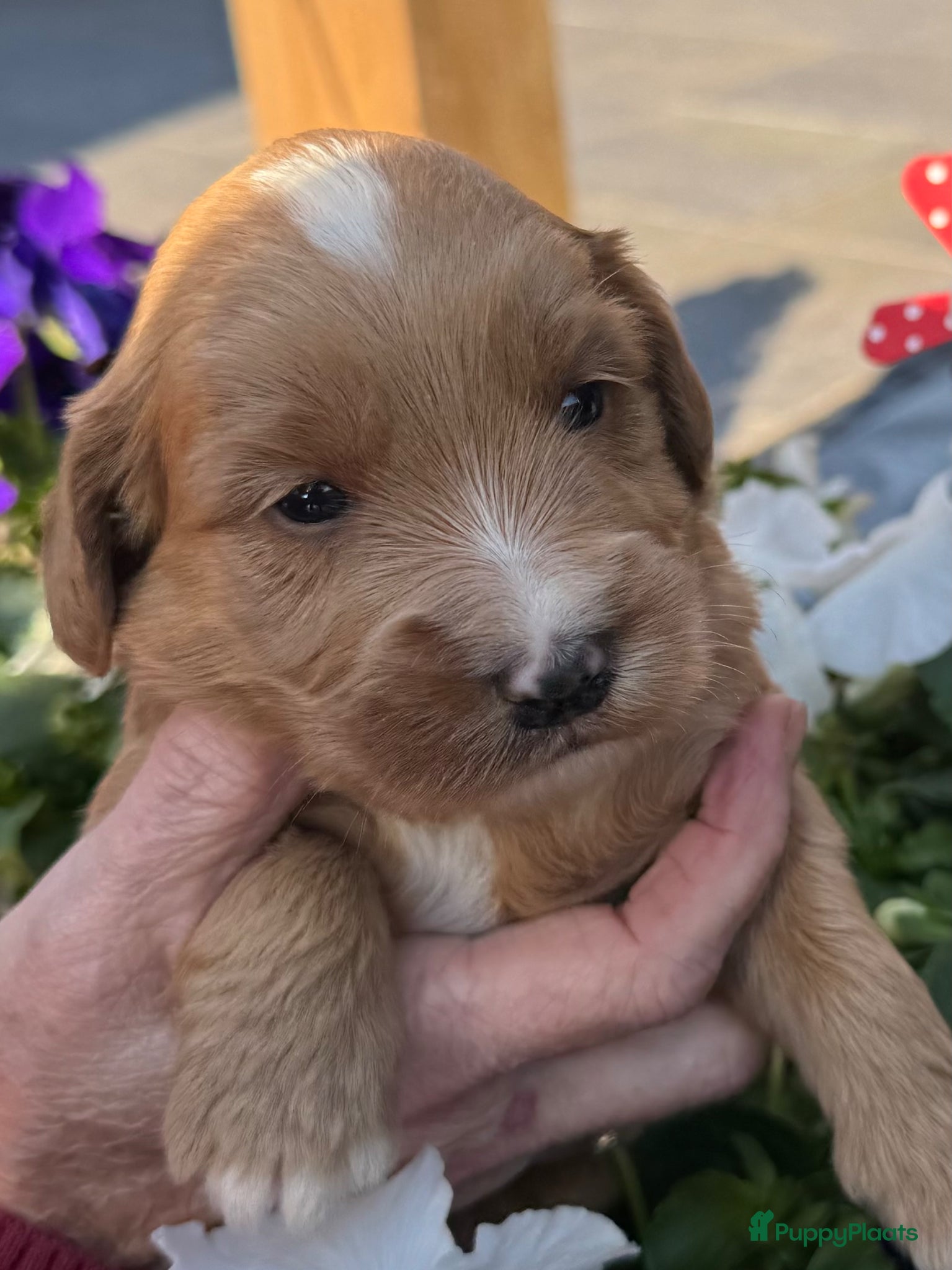 Australian Labradoodle honden Australian labradoodle pups met afstammingsbewijs! - Advertentie 1