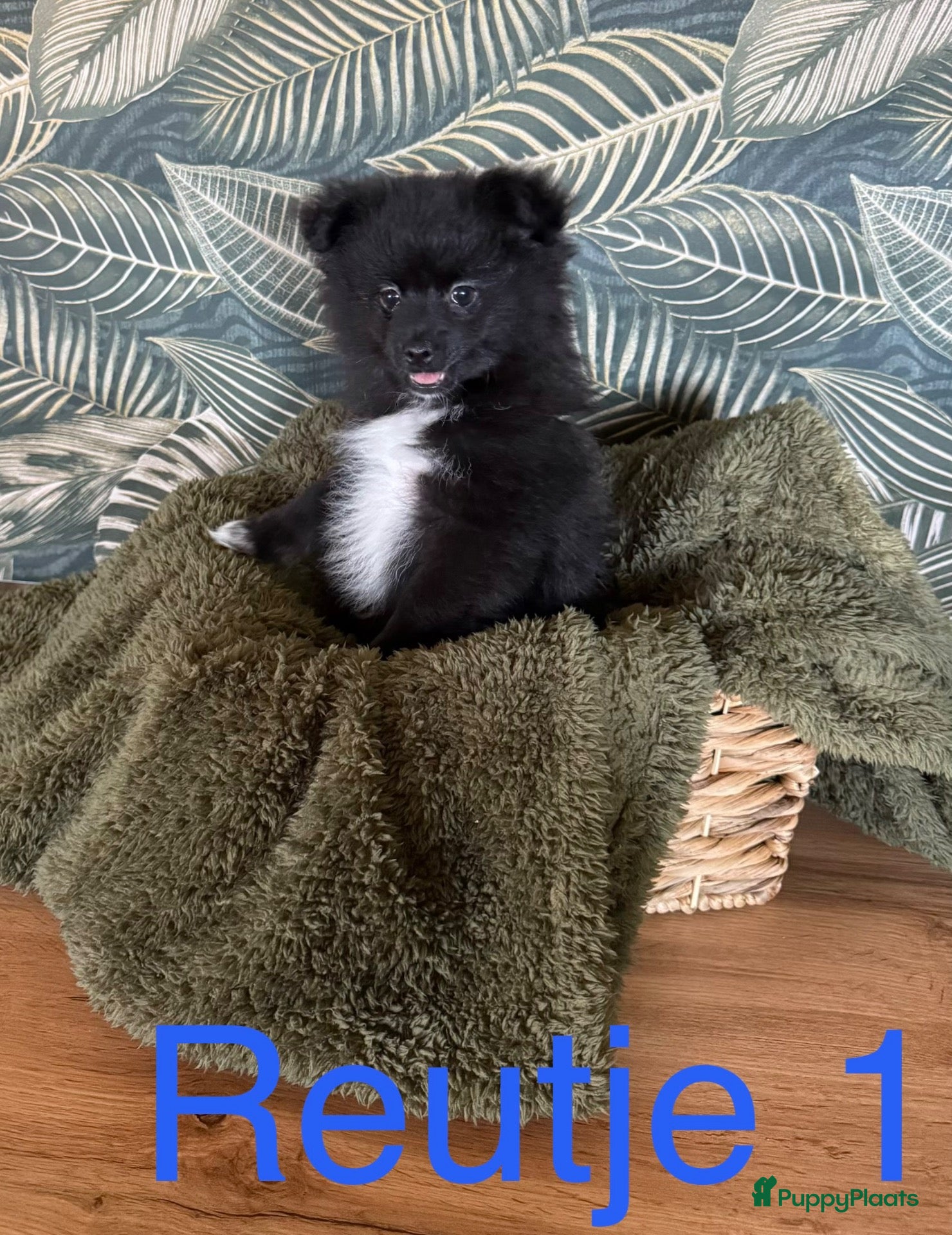 Pomchi honden Reutje opzoek na ⭐️⭐️⭐️⭐️⭐️ huisje - Advertentie 1