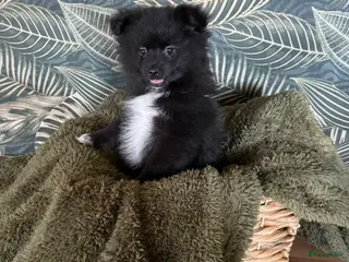 Pomchi honden Reutje opzoek na ⭐️⭐️⭐️⭐️⭐️ huisje - Advertentie 3