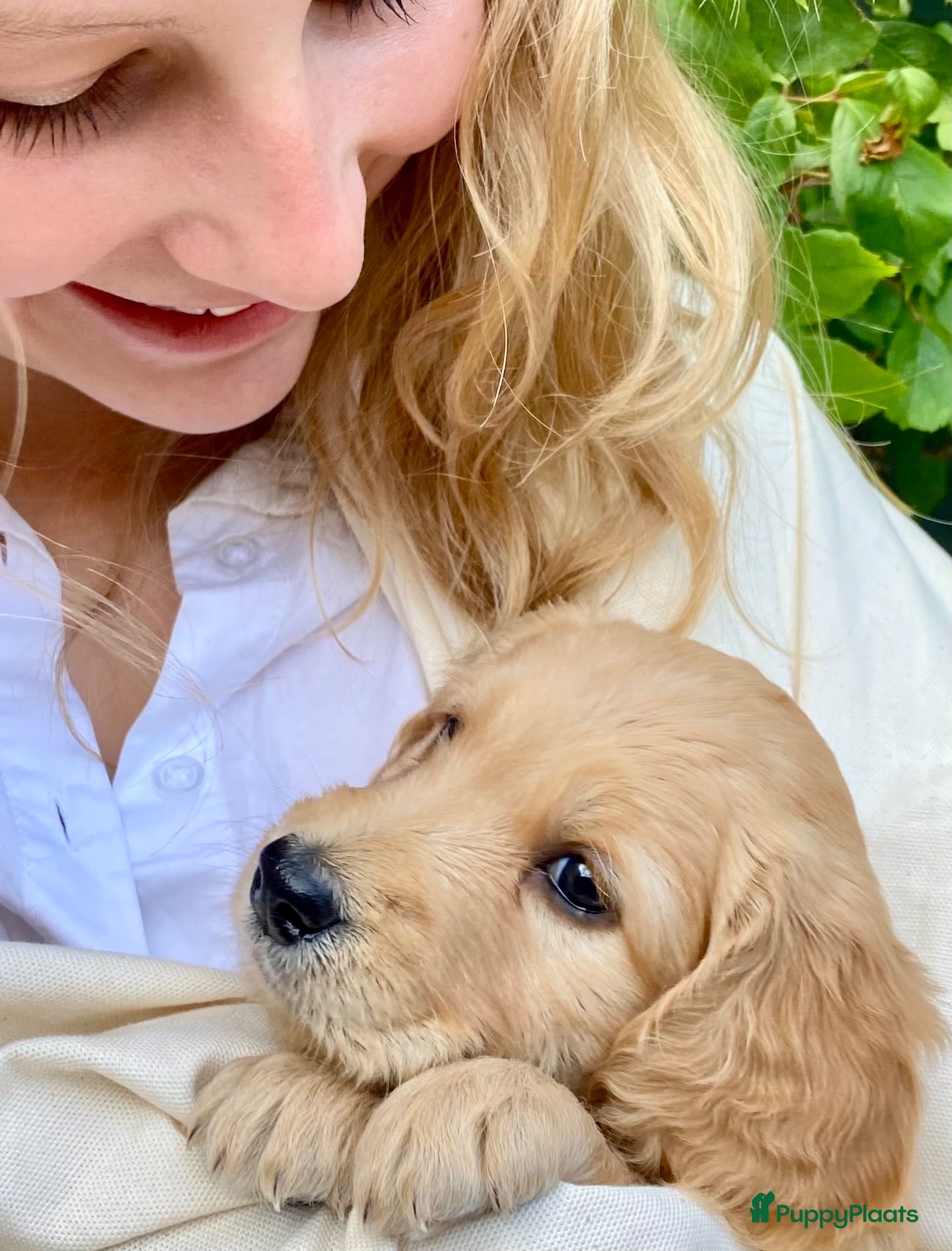 Australian Labradoodle honden Prachtige Australiën Labradoodle pup💗 - Advertentie 1