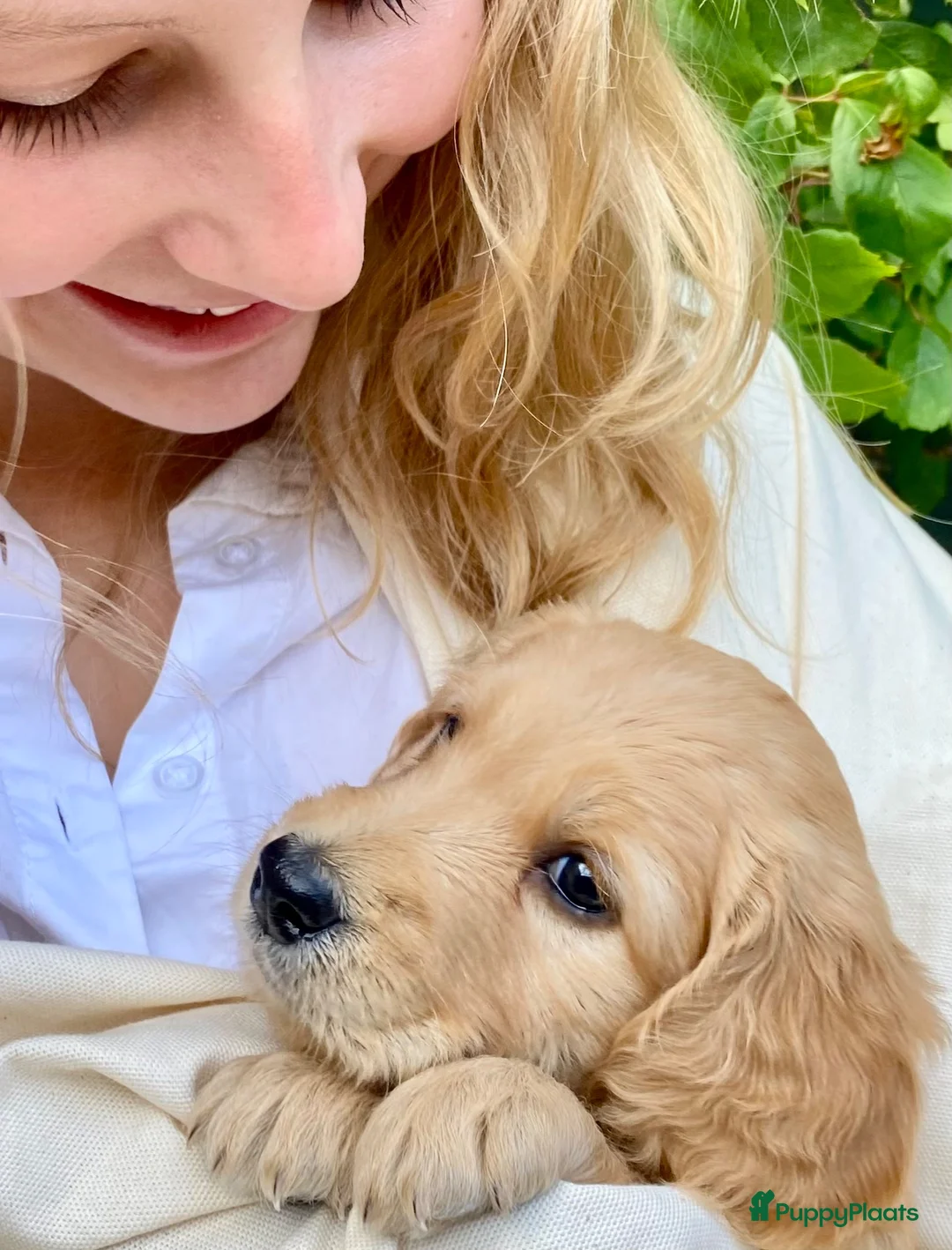 Australian Labradoodle honden te koop: Prachtige Australiën Labradoodle pup💗 - Advertentie 1