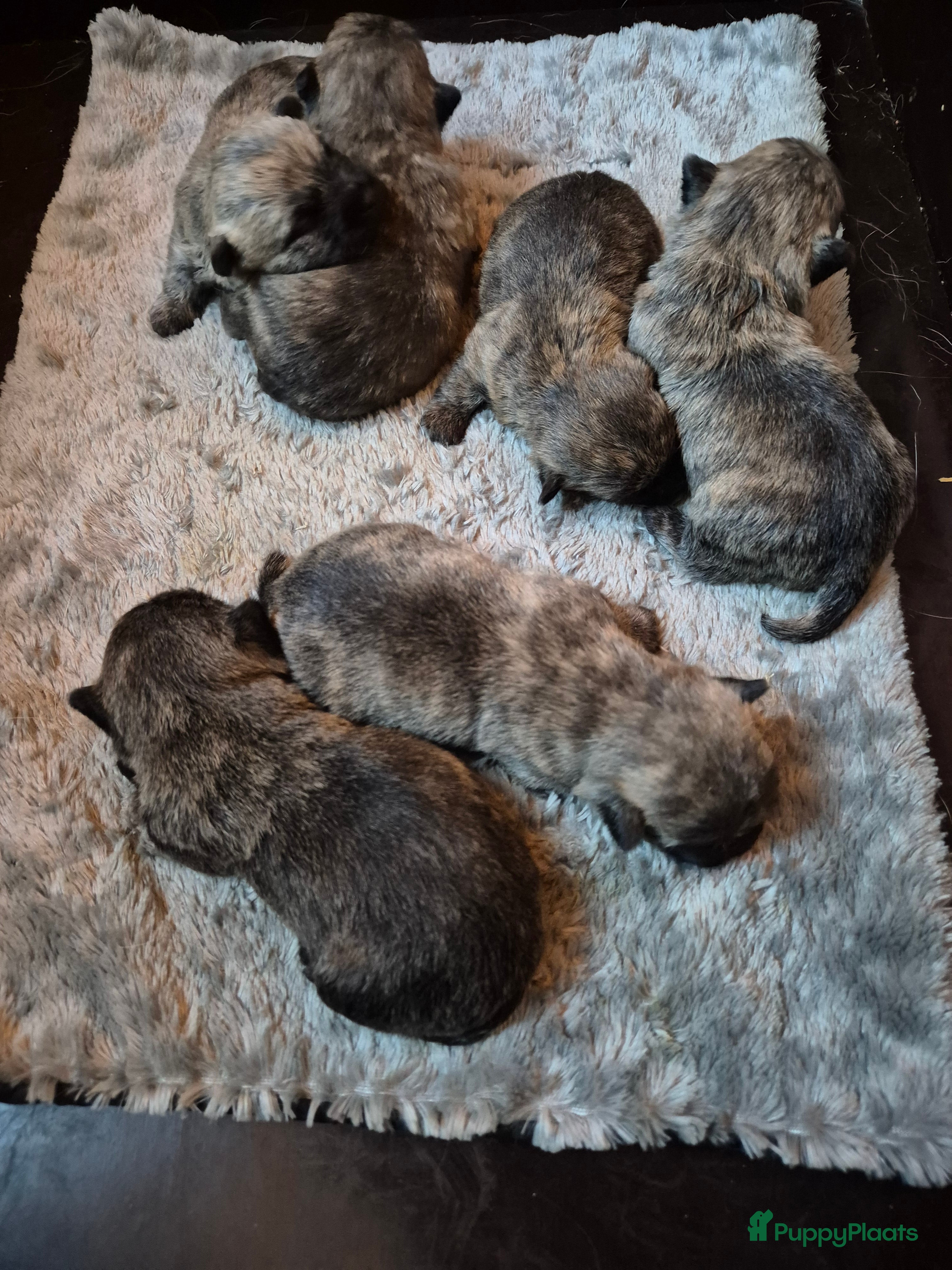 Cairn Terriër honden Cairn terrier pupjes met fci stamboom - Advertentie 1