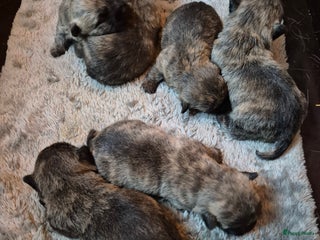 Cairn Terriër honden Cairn terrier pupjes met fci stamboom - Advertentie 2